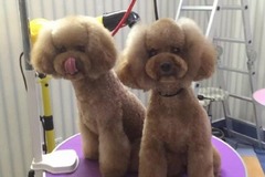 Lovelypet宠物美容沙龙5
