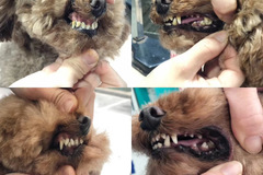 玖月宠物生活馆