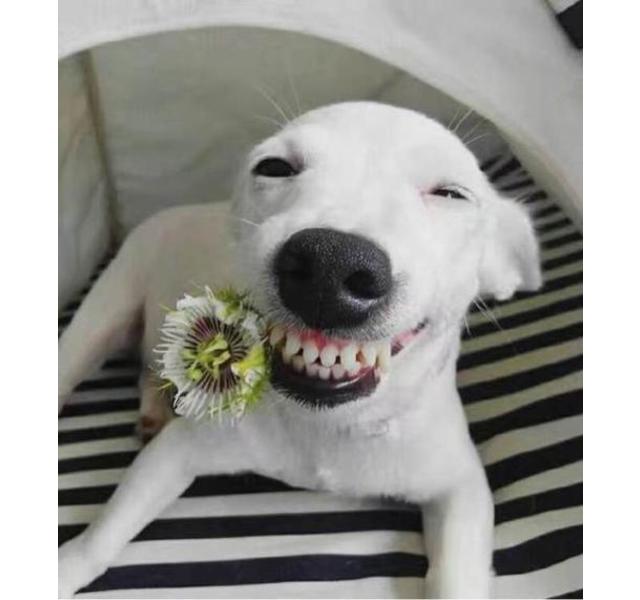 狗狗