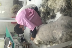 派多格宠物 新潮嘉园店