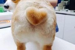 小短腿也疯狂