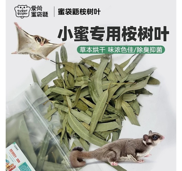 桉树叶