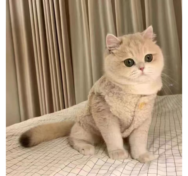 棉衣马甲