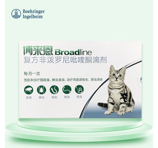 博莱恩（小）