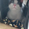 刚回家在猫包里的样子