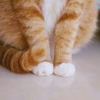 蓝眼睛猫大人