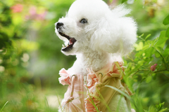 花样宠物