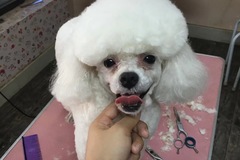 圣宠靛厂路店 
