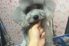 圣宠靛厂路店 