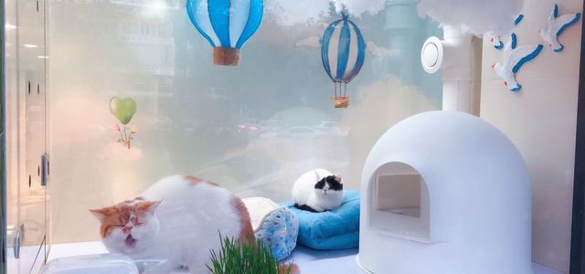 PONY PET SHOP小马儿宠物浦东旗舰店2
