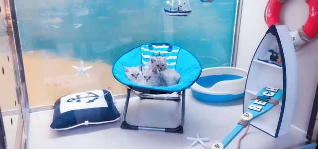 PONY PET SHOP小马儿宠物浦东旗舰店3