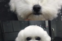 UD Pet