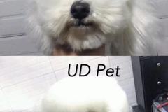 UD Pet