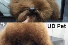UD Pet