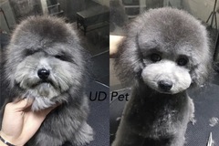 UD Pet
