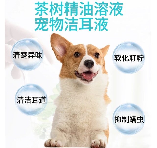 康科蒂亚茶树洗耳水