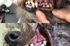 Pet Plus