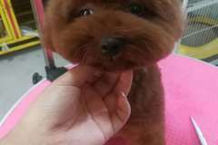 2狗宠物生活馆