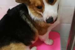 2狗宠物生活馆