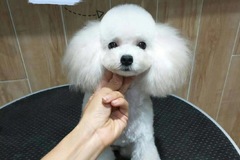 Cute Pet宠物生活馆