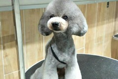 Cute Pet宠物生活馆