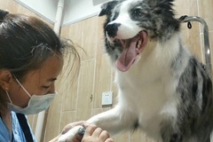 Cute Pet宠物生活馆