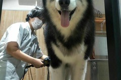 Cute Pet宠物生活馆