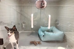 Cute Pet宠物生活馆