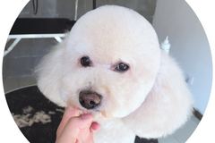 宠儿宠屋