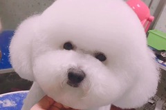 宠儿宠屋