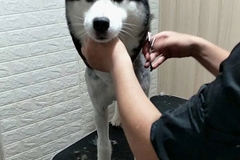 唯爱宠物俱乐部