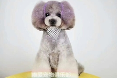 唯爱宠物俱乐部