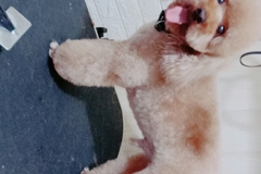 唯爱宠物俱乐部