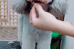 唯爱宠物俱乐部