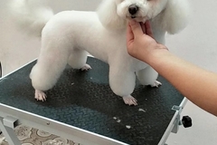 唯爱宠物俱乐部