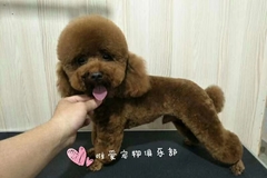 唯爱宠物俱乐部