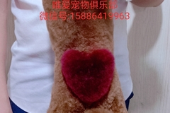 唯爱宠物俱乐部