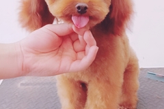 唯爱宠物俱乐部