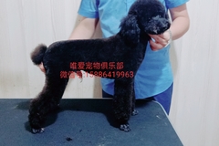 唯爱宠物俱乐部