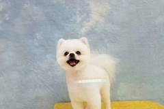 唯爱宠物俱乐部