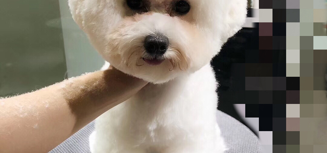 争宠宠物2