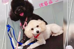 宇梵宠物理容会所