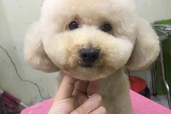 糯贝宠物