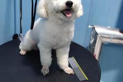 优友宠物