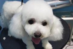 优友宠物