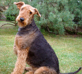 萬能梗|艾裡梗,梗王,河畔犬,賓格利犬